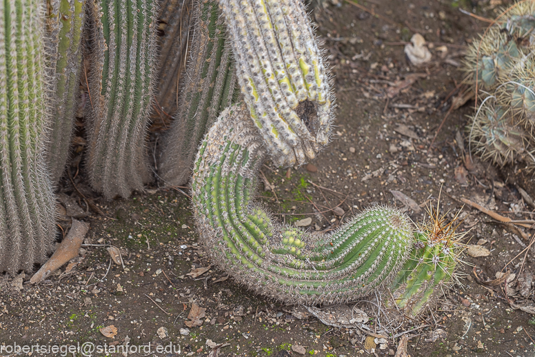 arizona garden